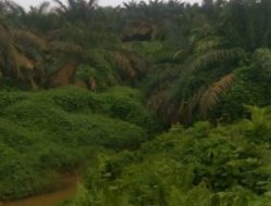 Meski Diduga Kuat Melanggar Hukum, CDO PT EDI Di Rohul Tetap Bungkam  Soal Penanaman Kelapa Sawit Di Area DAS