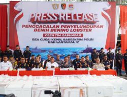 DIRKRIMSUS POLDA KEPRI HADIRI KEGIATAN KONFERENSI PERS PENYELUDUPAN BENIH BENING LOBSTER SEBANYAK 237.305 BENIH BENING LOBSTER SENILAI 23,6 MILIAR RUPIAH