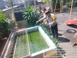 Bhabinkamtibmas Johar Baru Kunjungi Warga Budidaya Ikan Air Tawar untuk Mendukung Ketahanan Pangan Lokal