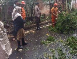 Bhabinkamtibmas Kelurahan Kemayoran Monitoring Pohon Tumbang Diwilayahnya