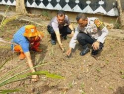 Unit Binmas Polsek Cempaka Putih Pengecekan Lahan Ketahanan Pangan Tanaman Jagung
