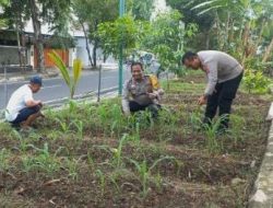 Unit Binmas Polsek Cempaka Putih Cek  Dan Kontrol Lahan Ketahanan Pangan
