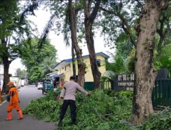 Bhabinkamtibmas Pegangsaan Giat Penopingan Pohon Bersama Dinas Pertamanan Di Jalan Borobudur