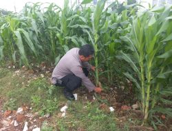 Hari ke 46 Pengecekan Dan Perawatan Ketahanan Pangan Tanaman Jagung Di Bantaran Kali Ciliwung