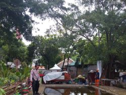 Bhabinkamtibmas Sumur Batu Monitoring Perkembangan Dan Pertumbuhan Jagung Di Lahan Ketahanan Pangan Bergizi