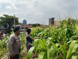 Pendampingan Polsek Sawah Besar Dalam Giat Ketahanan Pangan Tanaman Jagung