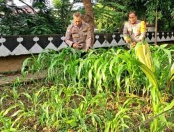 Unit Binmas Polsek Cempaka Putih Pengecekan Dan Perawatan Tanaman Jagung Di Lahan Ketahanan Pangan