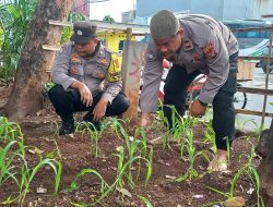 Ketahanan Pangan, Kanit Binmas Polsek Johar Baru Bersama Anggota Melaksanakan Pengecekan Tanaman Jagung