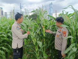 Polsek Metro Tanah Abang Memiliki Kebun Jagung di Pusat Kota, Dapat Menjadi Bentuk Kreativitas dan Inovasi Baru