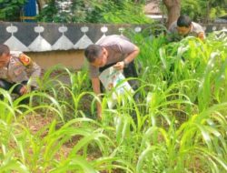 Perawatan Tanaman Jagung Di Lahan Ketahanan Pangan Polsek Cempaka Putih
