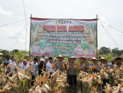 Panen Raya Jagung Hibrida, Kapolda Banten: Bentuk Nyata Upaya Bersama untuk Ketahanan Pangan
