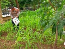 Perawatan Lahan Ketahanan Pangan Tanaman Jagung Polsek Cempaka Putih