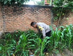Bhabinkamtibmas Paseban Cek Ketahanan Pangan Diwilayah Binaan nya