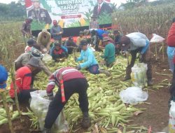 Masyarakat Apresiasi Panen Raya Jagung Polda Metro Jaya: “Bukti Polri Peduli Ketahanan Pangan”