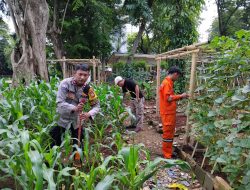 Monitoring Ketahanan Pangan: Tanaman Jagung di Lapangan Borobudur Pegangsaan Tumbuh Subur