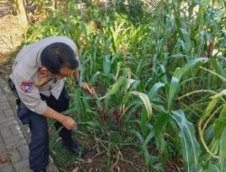 Polsek Cempaka Putih Rawat Lahan Ketahanan Pangan, Tanaman Jagung Mulai Berbuah