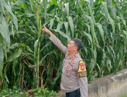 Kanit Binmas Lakukan Perawatan Kebun Jagung Sebagai Ketahanan Pangan Polsek Metro Tanah Abang Di Bantaran Kali Ciliwung