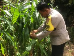 Lahan Bekas Puing Disulap Jadi Kebun Jagung, Polisi di Jakpus Buktikan Ketahanan Pangan Bisa Terwujud!