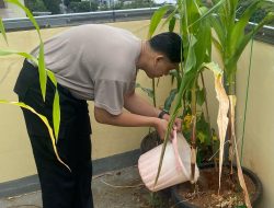 Tanaman Jagung dan Labu di Polres Metro Jakpus Hampir Mati, Polisi Bergerak Cepat!