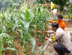 Hujan Deras dan Angin Kencang Ancam Tanaman Jagung di Jakarta Pusat, Polisi Turun Tangan!