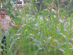 Polsek Cempaka Putih Dukung Ketahanan Pangan Melalui Perawatan Lahan Jagung