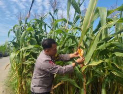Polisi Pastikan Ketahanan Pangan Aman, Lahan Jagung di Tanah Abang Tumbuh Subur