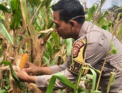 Panen Jagung di Tengah Kota, Bukti Ketahanan Pangan Warga Tanah Abang Didukung Polisi