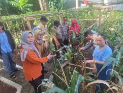 Polsek Metro Menteng Panen Jagung, Wujudkan Ketahanan Pangan di Tengah Kota
