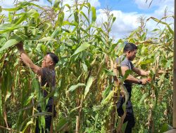 Panen Jagung di Tengah Kota, Polisi Tanah Abang Rawat Harapan Warga