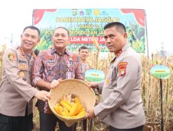 *Polda Metro Jaya Panen Jagung di Bantaran Kali Ciliwung Tanah Abang, Jakarta Pusat*