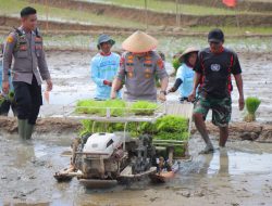 *Kapolda Lampung Hadiri Gerak Tanam Raya Padi Serentak, Dukung Ketahanan Pangan Nasional*