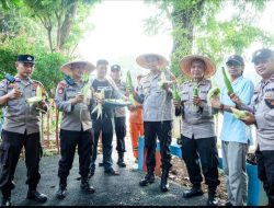 Polsek Metro Menteng Bersama Warga Gelar Panen Raya Jagung untuk Wujudkan Ketahanan Pangan