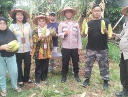 Hijaukan Jakarta, Polisi Tanam dan Panen Jagung di Senen