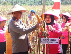 POLDA MALUKU UTARA PANEN RAYA JAGUNG DUKUNG PROGRAM ASTA CITA UNTUK KETAHANAN PANGAN NASIONAL GUNAKAN DANA DESA