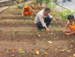 Polsek Cempaka Putih Rawat 200 Bibit Jagung di Lahan Ketahanan Pangan