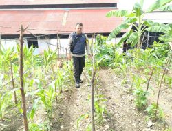 Cek Lahan Jagung dan Cabai, Polsek Sawah Besar Kawal Ketahanan Pangan Warga