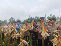 *Program Gugus Tugas Ketahanan Pangan Polda Jambi Sukses Panen Jagung di 6 Polres*