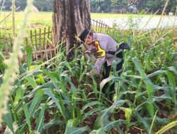 Bhabinkamtibmas Pegangsaan Aktif Laksanakan Pemeliharaan Tanaman Ketahanan Pangan di Lapangan Borobudur