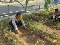 Polsek Cempaka Putih Lanjutkan Pemeliharaan Tanaman Jagung untuk Dukung Ketahanan Pangan