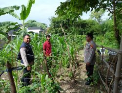 Wujudkan Ketahanan Pangan di Tengah Kota, Polsek Sawah Besar dan Warga Garap Lahan Produktif