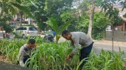 Polsek Cempaka Putih Lanjutkan Program Ketahanan Pangan, Tanaman Jagung Tahap II Dirawat Optimal