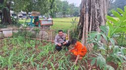 Polsek Metro Menteng Cek Lahan Produktif Jagung dan Aneka Sayur di RPTRA Borobudur