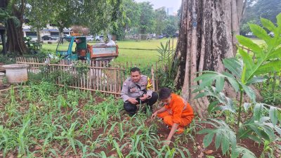 Polsek Metro Menteng Cek Lahan Produktif Jagung dan Aneka Sayur di RPTRA Borobudur