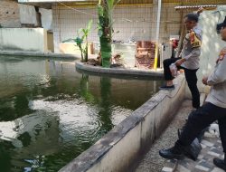 Kapolsek Johar Baru Tingkatkan Ketahanan Pangan Budi Daya Ikan Air Tawar Kolam Ikan Polsek Johar Baru