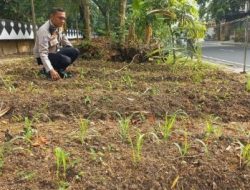 Unit Binmas Polsek Cempaka Putih Pengecekan Lahan Ketahanan Pangan Tanaman Jagung