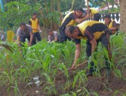 Anggota Polsek Cempaka Putih Lakukan Perawatan Tanaman Jagung Di Lahan Ketahanan Pangan