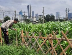 Hari ke 40 Pengecekan Dan Perawatan Ketahanan Pangan Tanaman Jagung Di Bantaran Kali Ciliwung