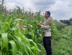 Perawatan Kebun Jagung Sebagai Ketahanan Pangan Polsek Metro Tanah Abang Di Bantaran Kali Ciliwung