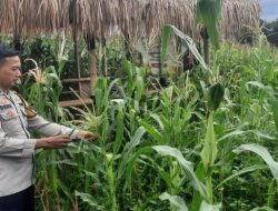 Bhabinkamtibmas Kebon Melati Pengecekan Dan Perawatan Ketahanan Pangan Polsek Metro Tanah Abang Di Bantaran Kali Ciliwung