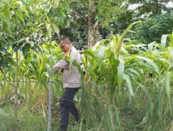 Polisi Dukung Ketahanan Pangan, Polsek Cempaka Putih Lakukan Perawatan Lahan Jagung